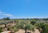 Detached villa with land for sale on España, l'Ampolla, ref: TR417618 photo