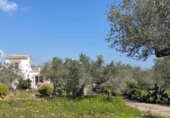 Detached villa with land for sale on España, l'Ampolla, ref: TR417618 photo