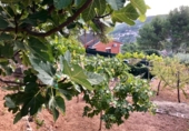 Suelo urbano en venta en la España, Corbera de Llobregat, ref: TR120009 foto