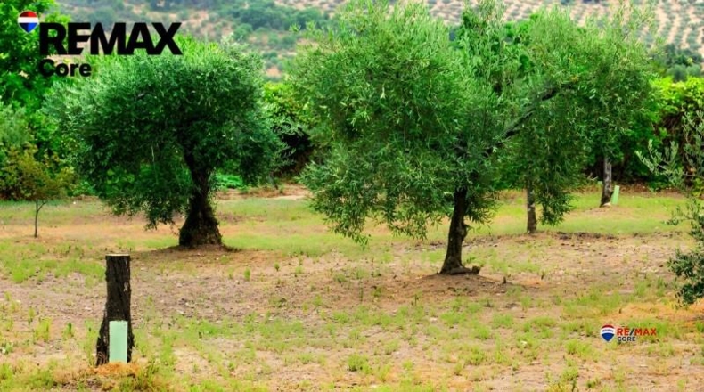 Badajoz - Puebla de Obando - 12000m2