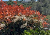 Detached villa with land for sale on España, Alfauir, ref: TR380619 photo