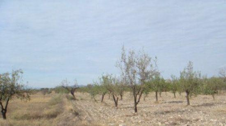 Almería - Huércal-Overa - 5000m2