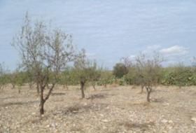 Huércal-Overa 5000&nbsp;м²