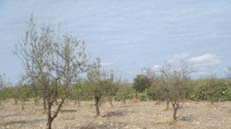 Almería - Huércal-Overa - 5000m2
