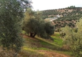 Terreno no urbanizable en venta en la España, Villargordo, ref: TR219834 foto