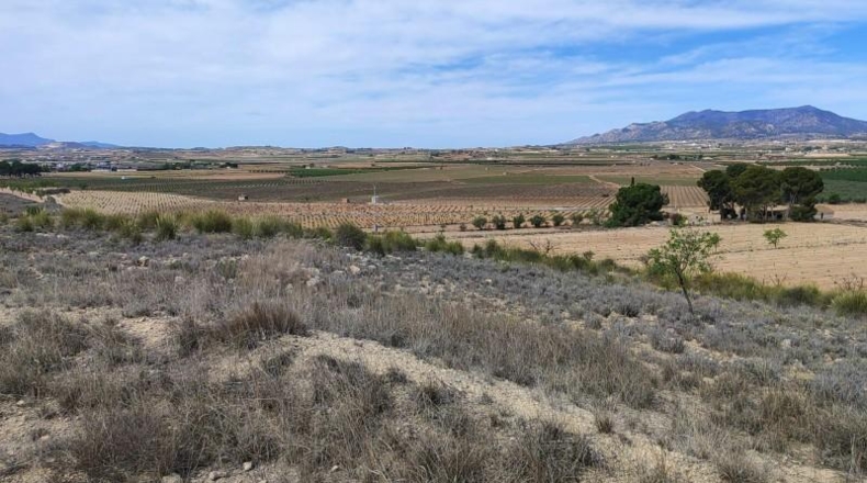 Alicante - Pinoso - 11720m2