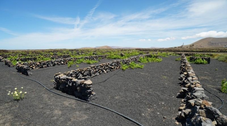 Las Palmas - Tinajo - 1476m2