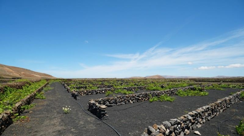 Las Palmas - Tinajo - 1476m2