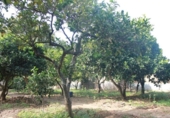 Загородный дом с участком на продажу в городе Jimena de la Frontera Фото