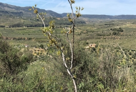 Pinos del Valle 30000&nbsp;м²