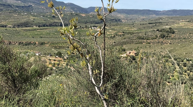 Гранада - Pinos del Valle - 30000m2