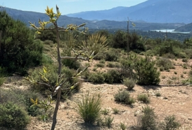 Pinos del Valle 30000&nbsp;м²