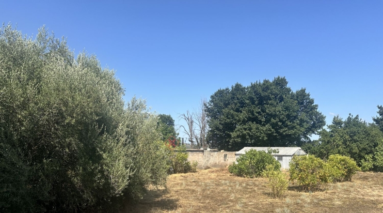 Valencia - Algímia d'Alfara - 864m2