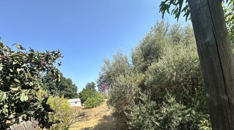 Valencia - Algímia d'Alfara - 864m2