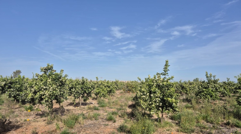 Castellón - Vila-real - 1878m2