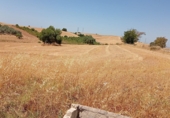 Земля на продажу у города Arcos de la Frontera. Фото