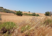 Земля на продажу у города Arcos de la Frontera. Фото