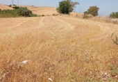 Земля на продажу у города Arcos de la Frontera. Фото