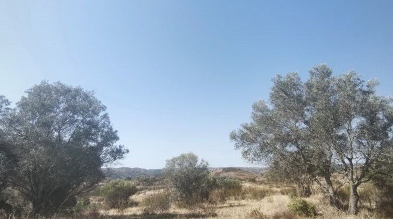 Huelva - Bollullos Par del Condado - 90092m2