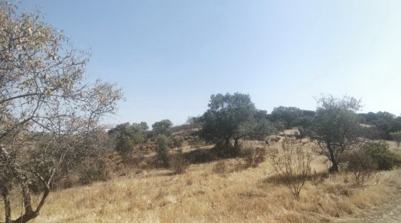 Huelva - Bollullos Par del Condado - 90092m2