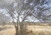 Земельный участок на продажу в городе Bollullos Par del Condado Фото