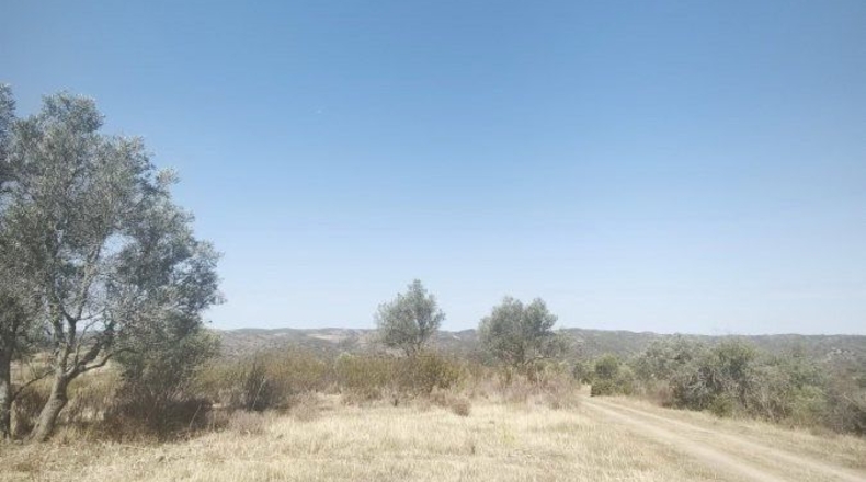 Huelva - Bollullos Par del Condado - 90092m2