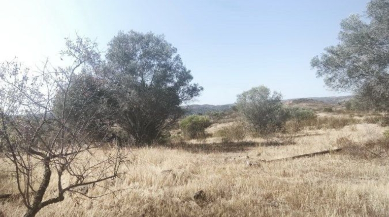 Huelva - Bollullos Par del Condado - 90092m2