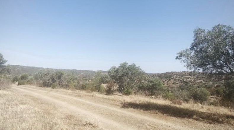 Huelva - Bollullos Par del Condado - 90092m2