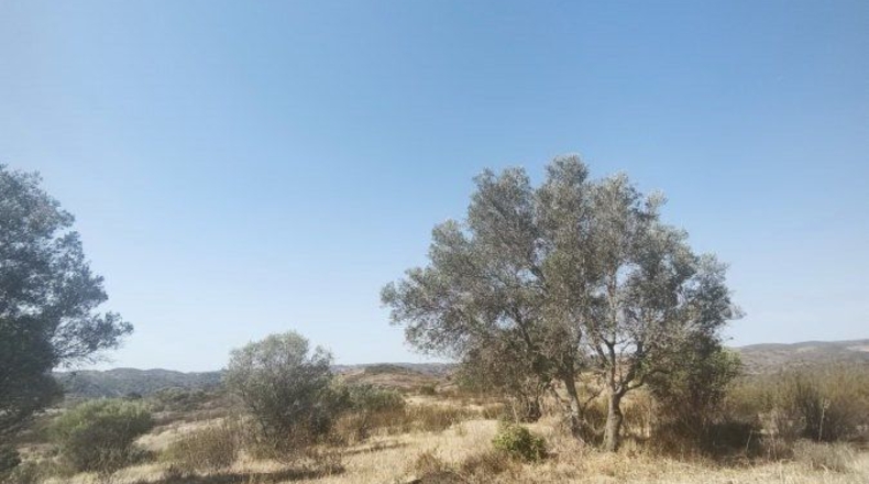 Huelva - Bollullos Par del Condado - 90092m2