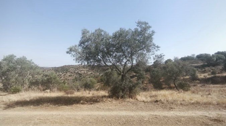 Huelva - Bollullos Par del Condado - 90092m2