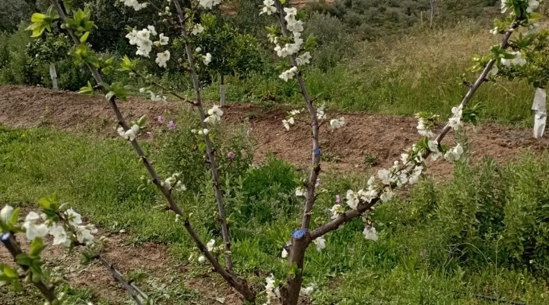 Seville - Villanueva del Río y Minas - 42200m2