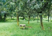 Sòl urbà en venda a Cerdedo ref.: TR419186 foto