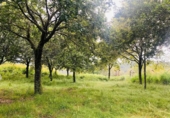 Sòl urbà en venda a Cerdedo ref.: TR419186 foto