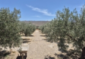Casa de campo con terreno en venta en Tabernas ref: TR419212 foto