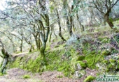 Finca rústica en venta en Grazalema ref: TR21449 foto