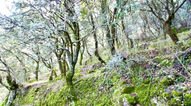 Cádiz - Grazalema - 9m2