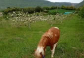 Land with greenhouse for sale on , Gollano, ref: TR419241 photo