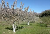 Land with greenhouse for sale on , Gollano, ref: TR419241 photo