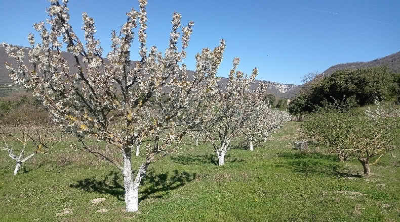 Navarra - Gollano - 30000m2