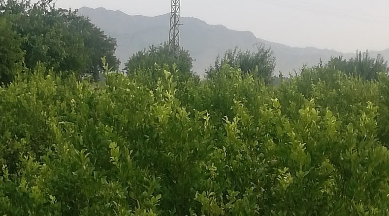 Murcia - Мурсия - 3109m2