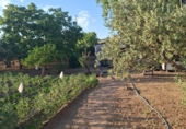 Chalet independiente con terreno en venta en Guadalcanal ref: TR419306 foto
