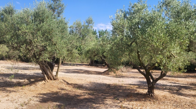 Tarragona - Mas de Barberans - 56000m2