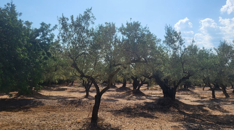 Tarragona - Mas de Barberans - 56000m2