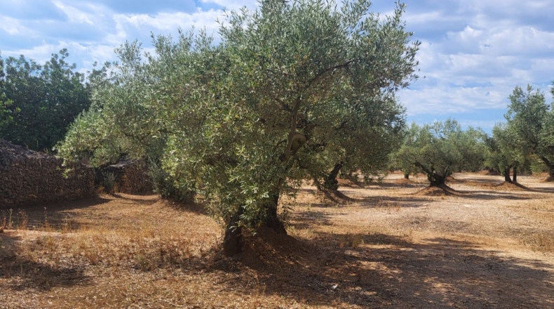 Tarragona - Mas de Barberans - 56000m2