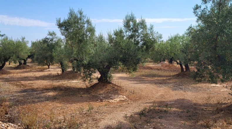Tarragona - Mas de Barberans - 56000m2