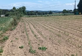 A Gándara 2000&nbsp;m² 