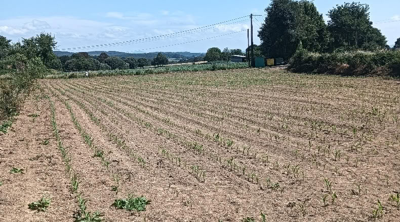 La Coruña - A Gándara - 2000m2