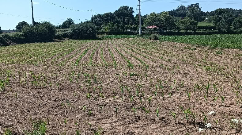 La Coruña - A Gándara - 2000m2