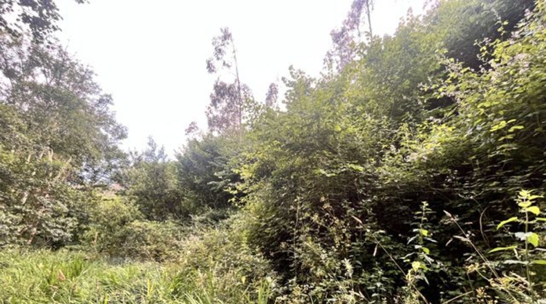 Asturias - Villaviciosa - 12741m2