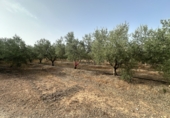 Xalet independent amb terreny en venda a Sot de Ferrer ref.: TR419518 foto